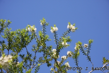 Melaleuca styphelioides