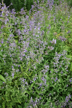 Nepeta grandiflora