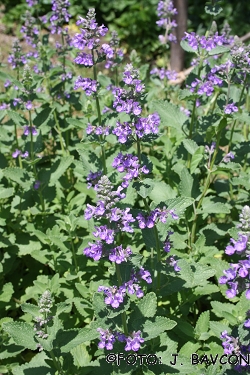 Nepeta x faassenii