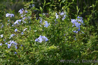 Plumbago capensis