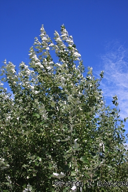 Populus alba