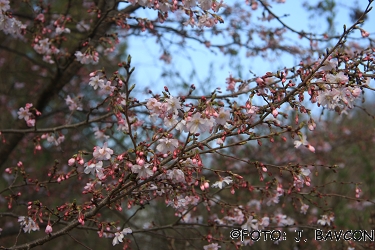 Prunus x subhirtella \'Automnalis Rosea\'
