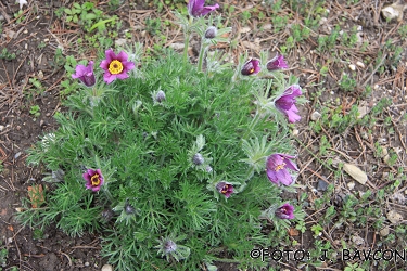 Pulsatilla vulgaris