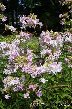 Saponaria officinalis