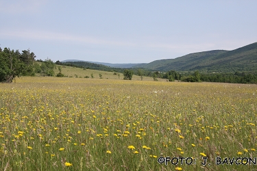 Tragopogon dubius